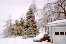 Blue Spruce