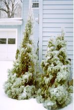 Pines