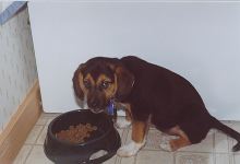 Chowing Down
