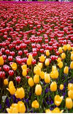 More tulips