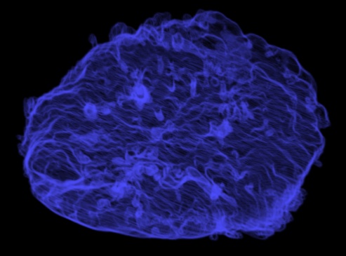 rendered placenta
