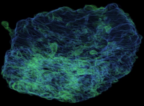 rendered placenta