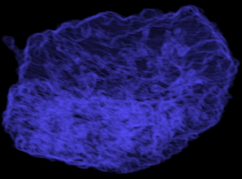rendered placenta