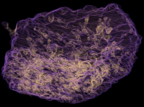 rendered placenta