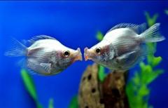 A picture of a fish