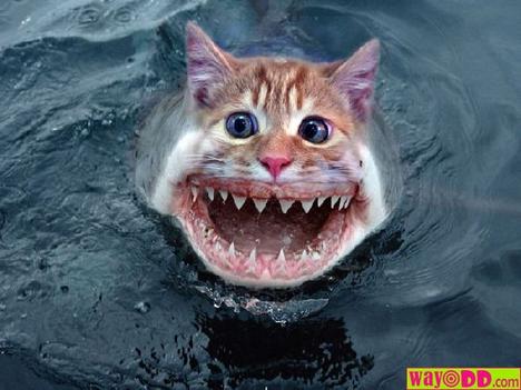 sharkcat