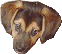 Woof!