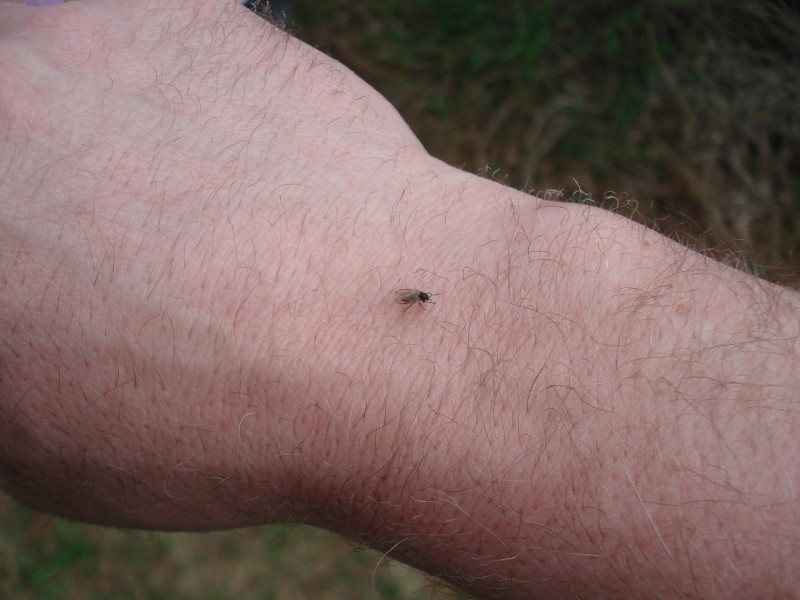 picnic08-34.jpg - One of the bazillion black flies that invaded the party