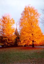 Foliage #1