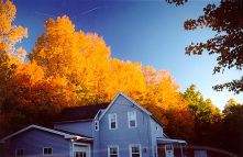 Foliage #2