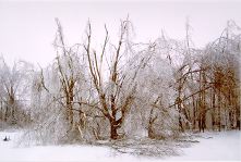 Box Elder