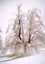 Sugar Maple