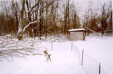 Lots of sticks