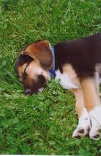 Snooze city