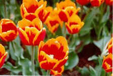 Tulips
